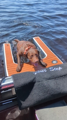Rampa per cani pieghevole e regolabile gonfiabile Rampa per cani dock rampa scala per animali domestici Rampa per cani per piscine, laghi, barche e banchine